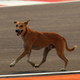Illustration for article titled Pictures from the 2011 Indian Grand Prix